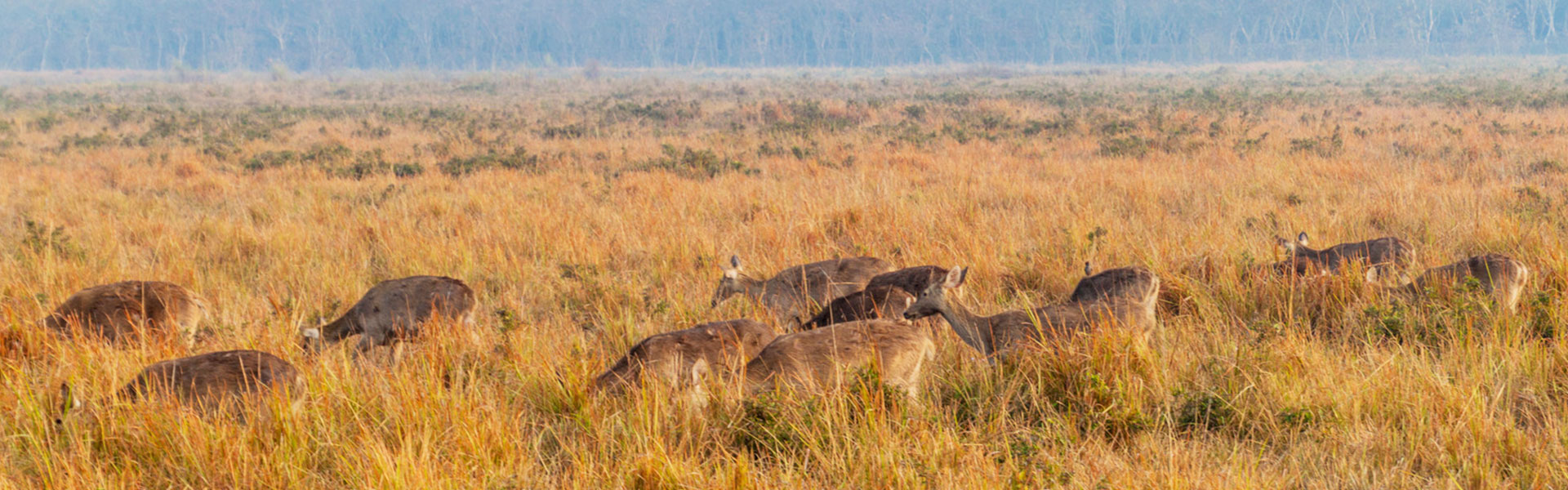 Kaziranga - Nameri Tour Package - 3 Nights 4 Days